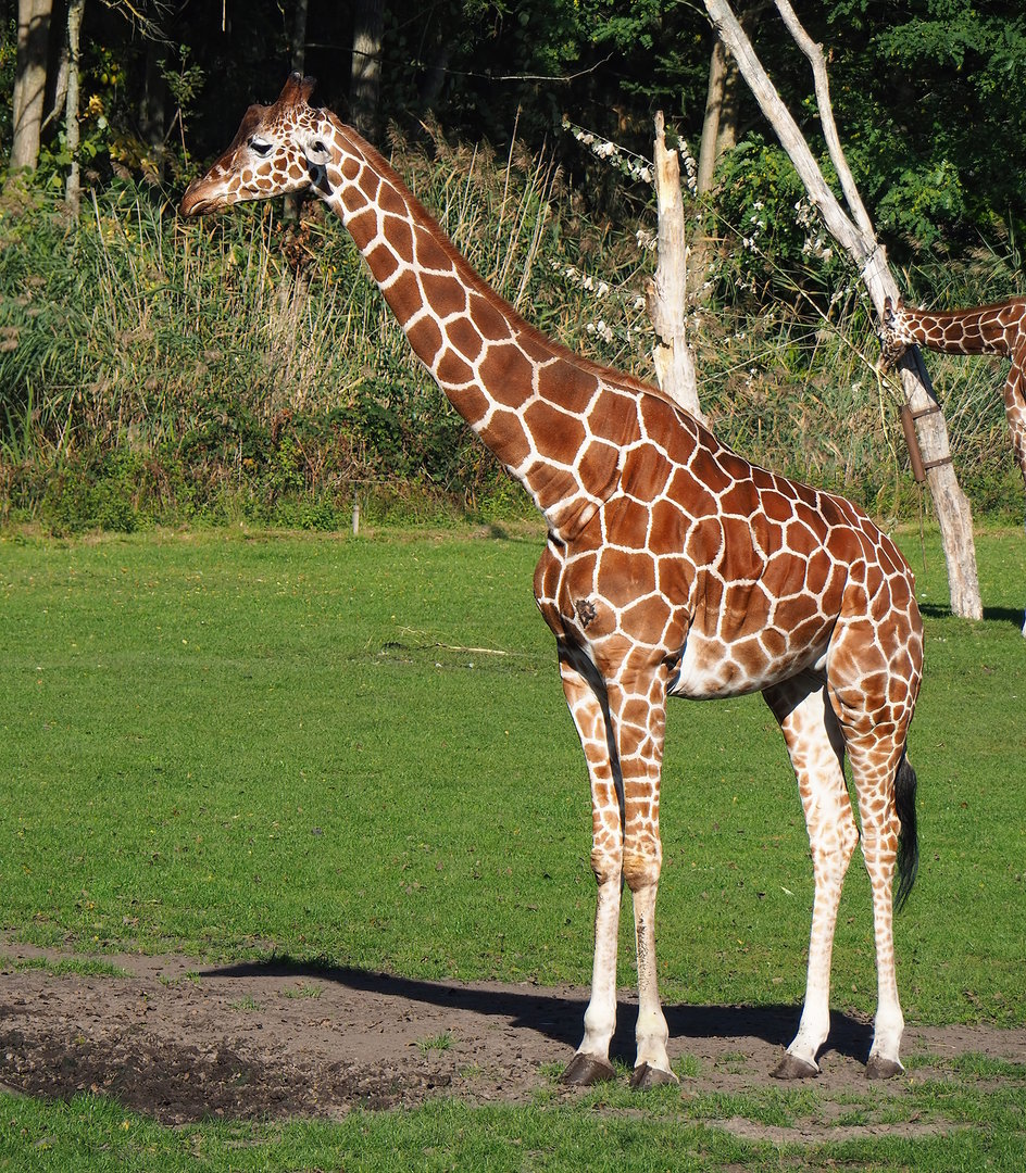 Reticulated giraffe (Giraffa reticulata), 2022-10-09