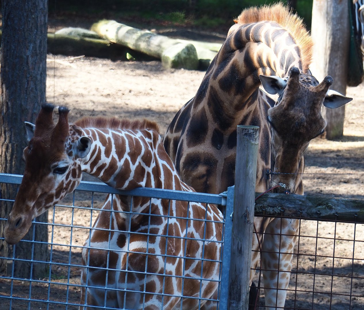 Reticulated giraffe (Giraffa reticulata) and Rothschild's giraffe (G. camelopardalis rothschildi), 2023-09-24