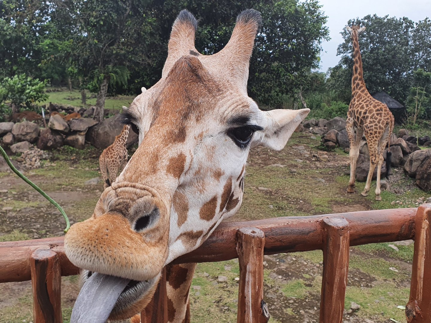 Reticulated Giraffe (Giraffa reticulata) - Baobab Safari Resort
