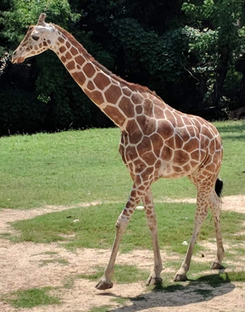 Reticulated giraffe (Giraffa reticulata)