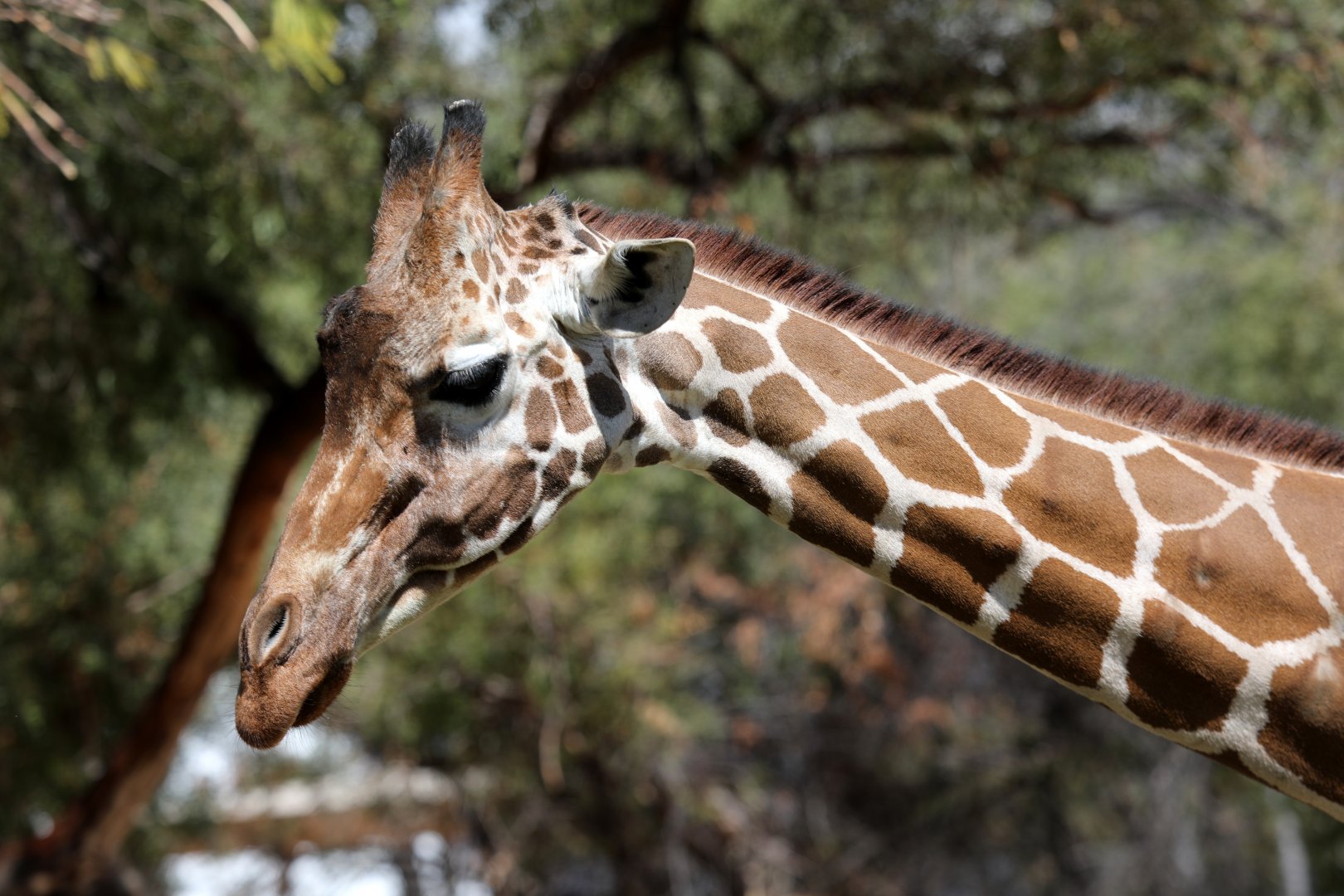 reticulated giraffe (Giraffa reticulata)