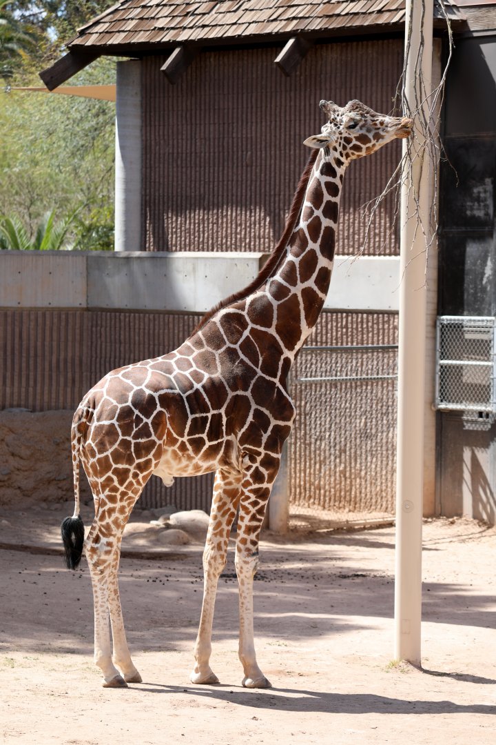 reticulated giraffe (Giraffa reticulata)