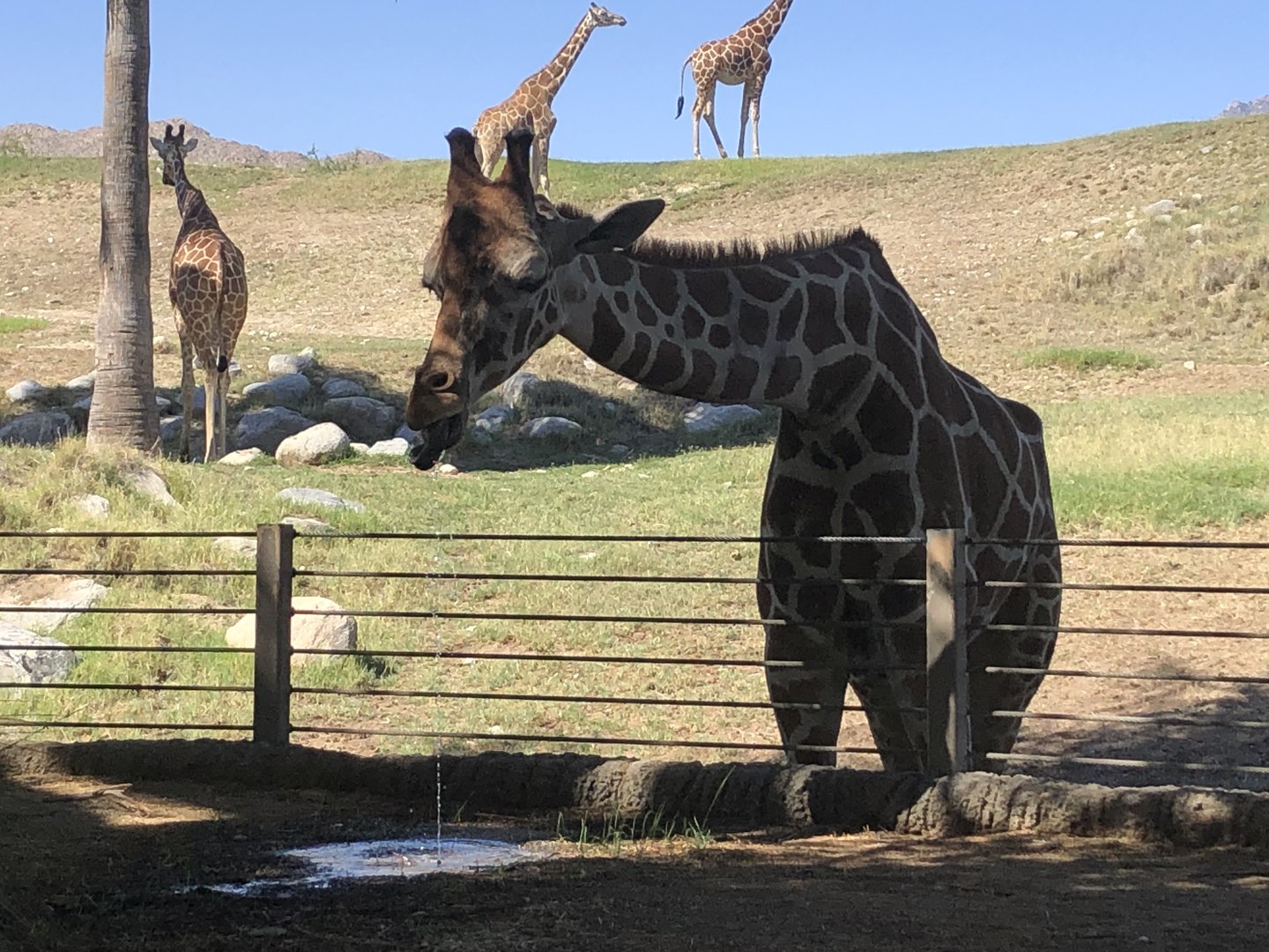 Reticulated giraffe, Giraffa reticulata