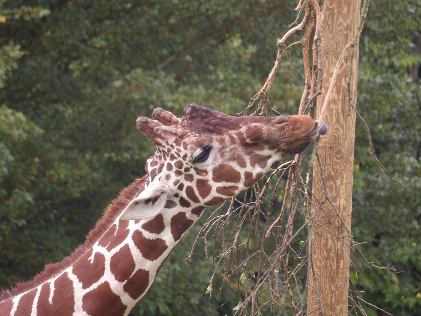 Reticulated Giraffe (Giraffa reticulata)