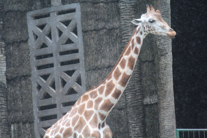 Reticulated giraffe (Giraffa reticulata)