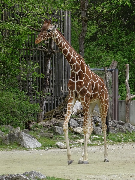Reticulated giraffe (Giraffa reticulata)