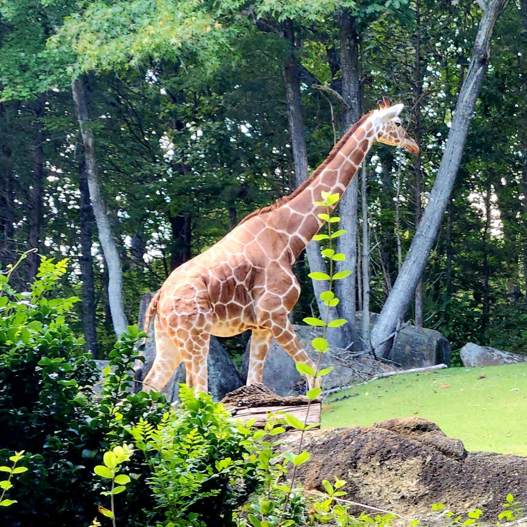 Reticulated Giraffe (Giraffa reticulata)