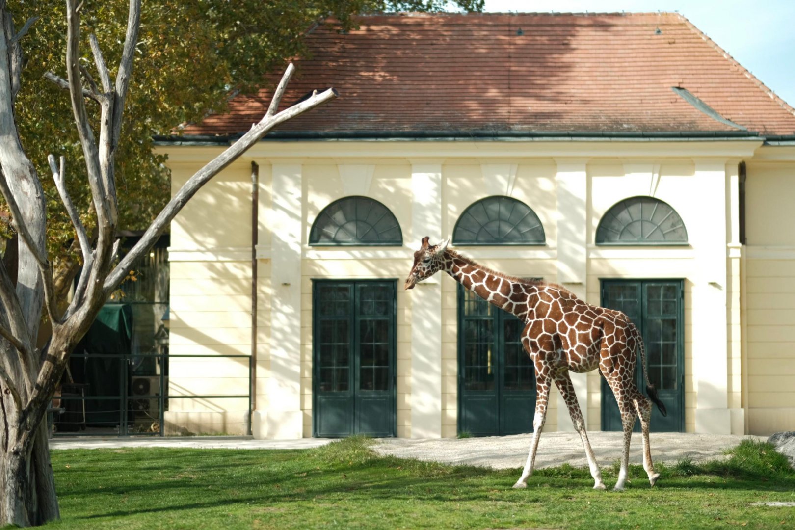 Reticulated Giraffe (Giraffa reticulata)
