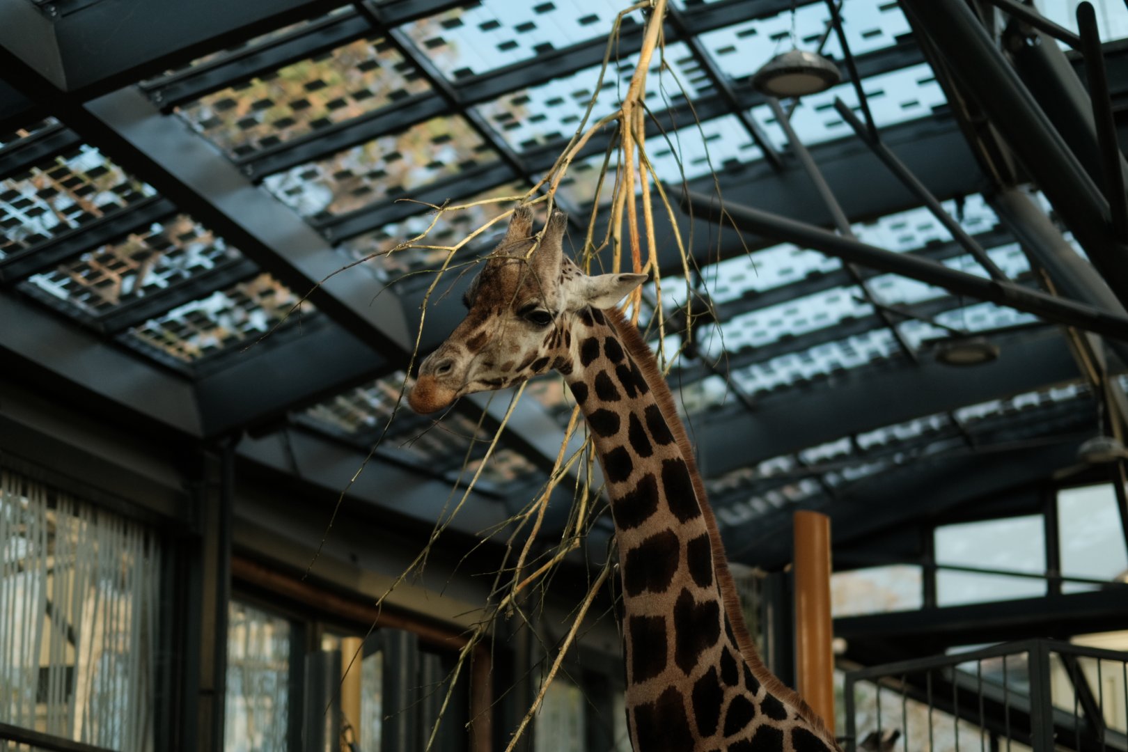 Reticulated Giraffe (Giraffa reticulata)
