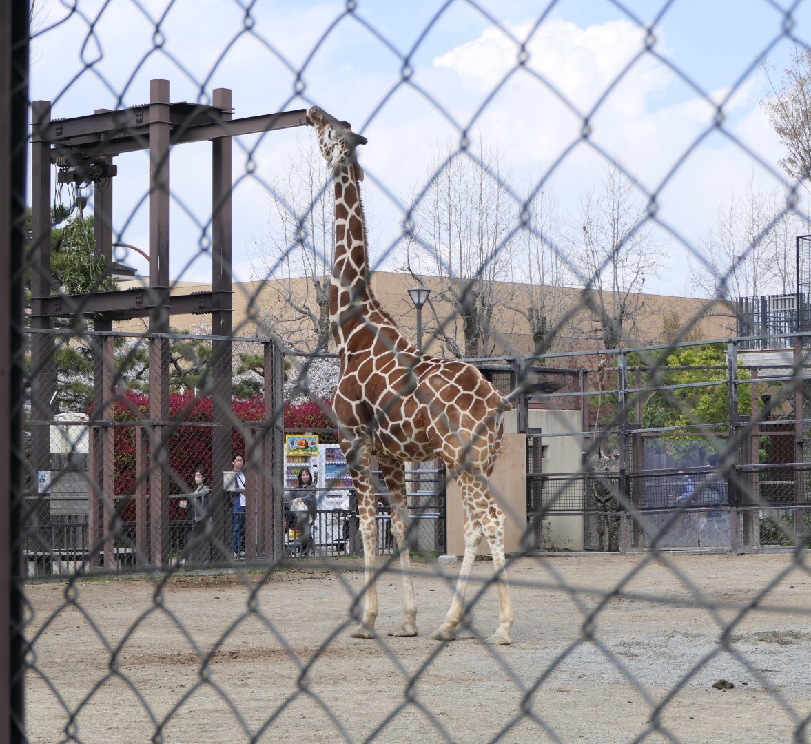 Reticulated Giraffe (Giraffa reticulata)