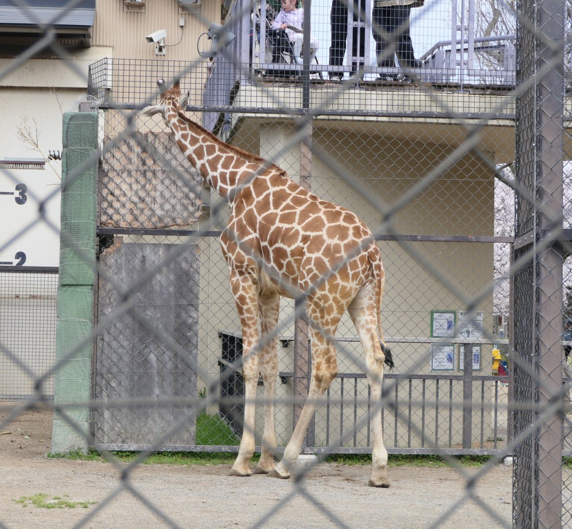 Reticulated Giraffe (Giraffa reticulata)
