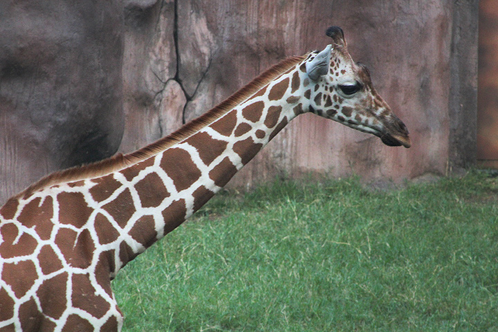Reticulated giraffe  (Giraffa reticulata)
