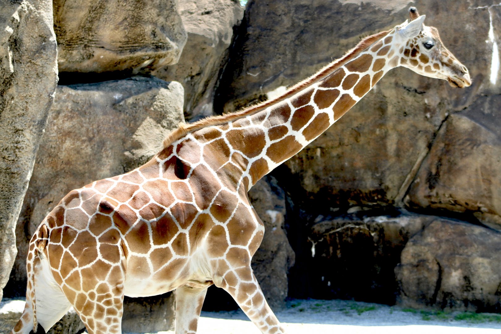 “Reticulated” Giraffe (Giraffa sp.)