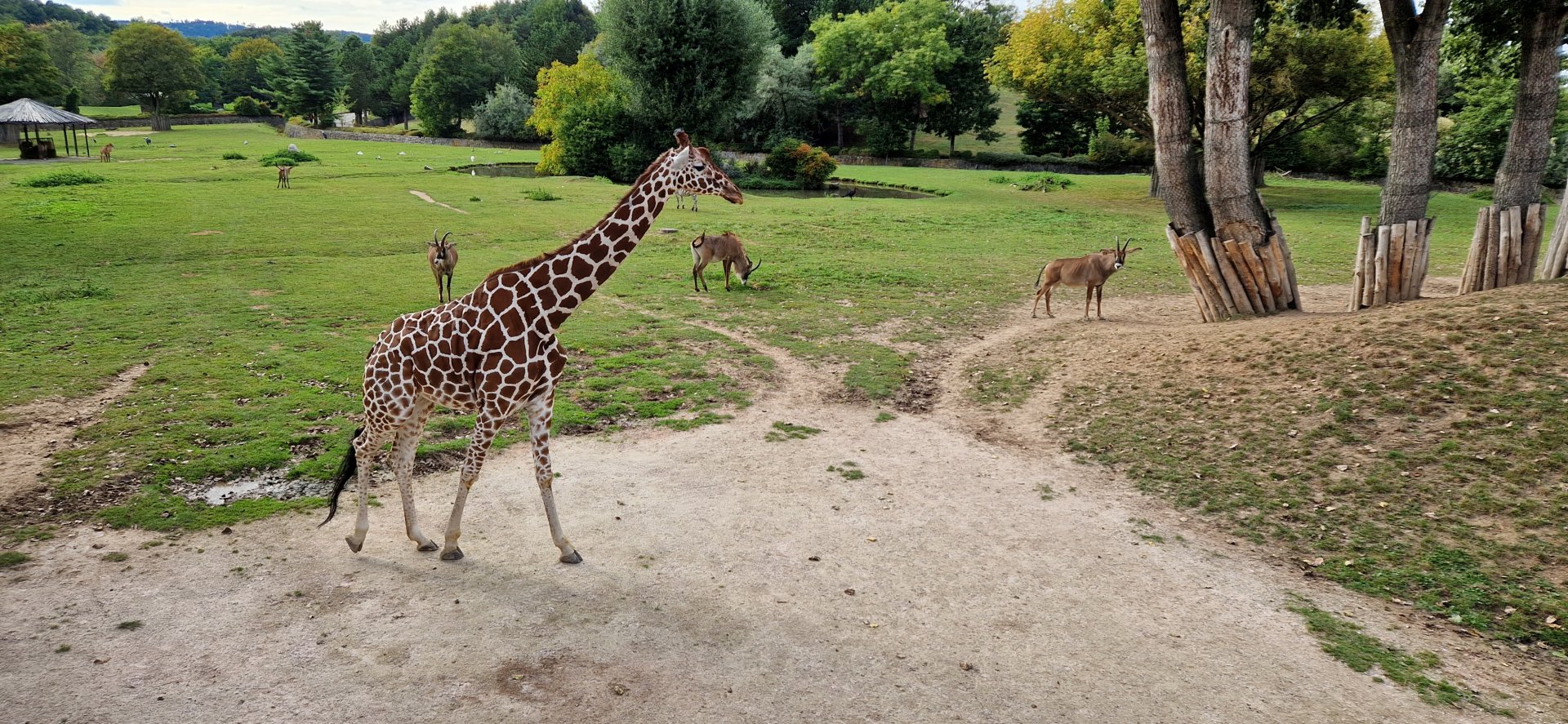 Reticulated Giraffe/Grant's Zebra/ Roan Savanna