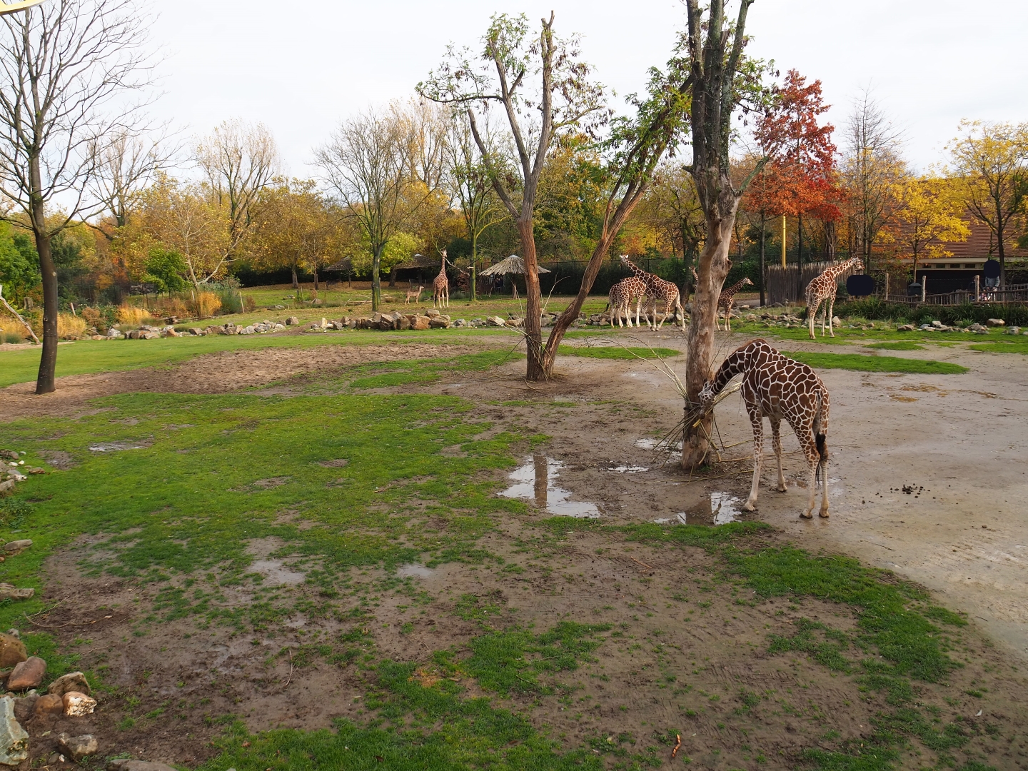 Reticulated giraffe - Greater kudu exhibit (Nov 10th, 2018)
