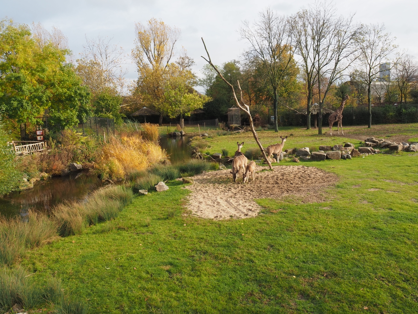 Reticulated giraffe - Greater kudu savannah exhibit (Nov 10th, 2018)