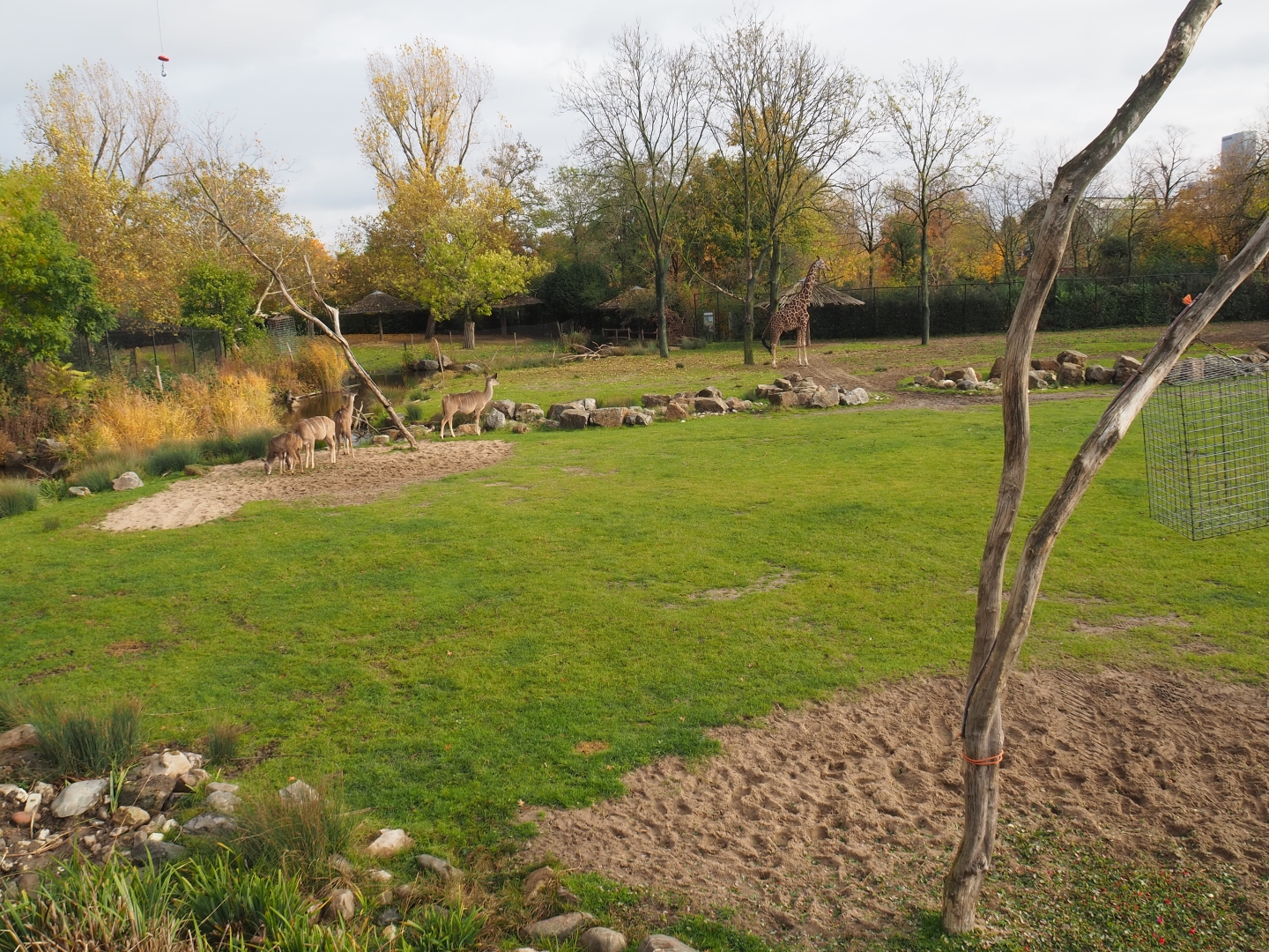 Reticulated giraffe - Greater kudu savannah exhibit (Nov 10th, 2018)