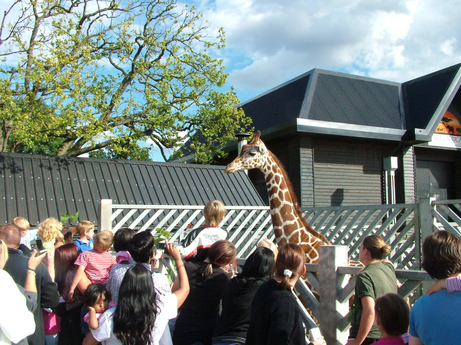 Reticulated Giraffe Greets the Public at Colchester, 28/08/10