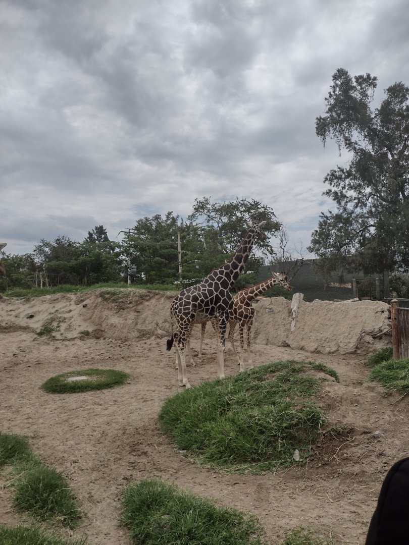 Reticulated Giraffe herd