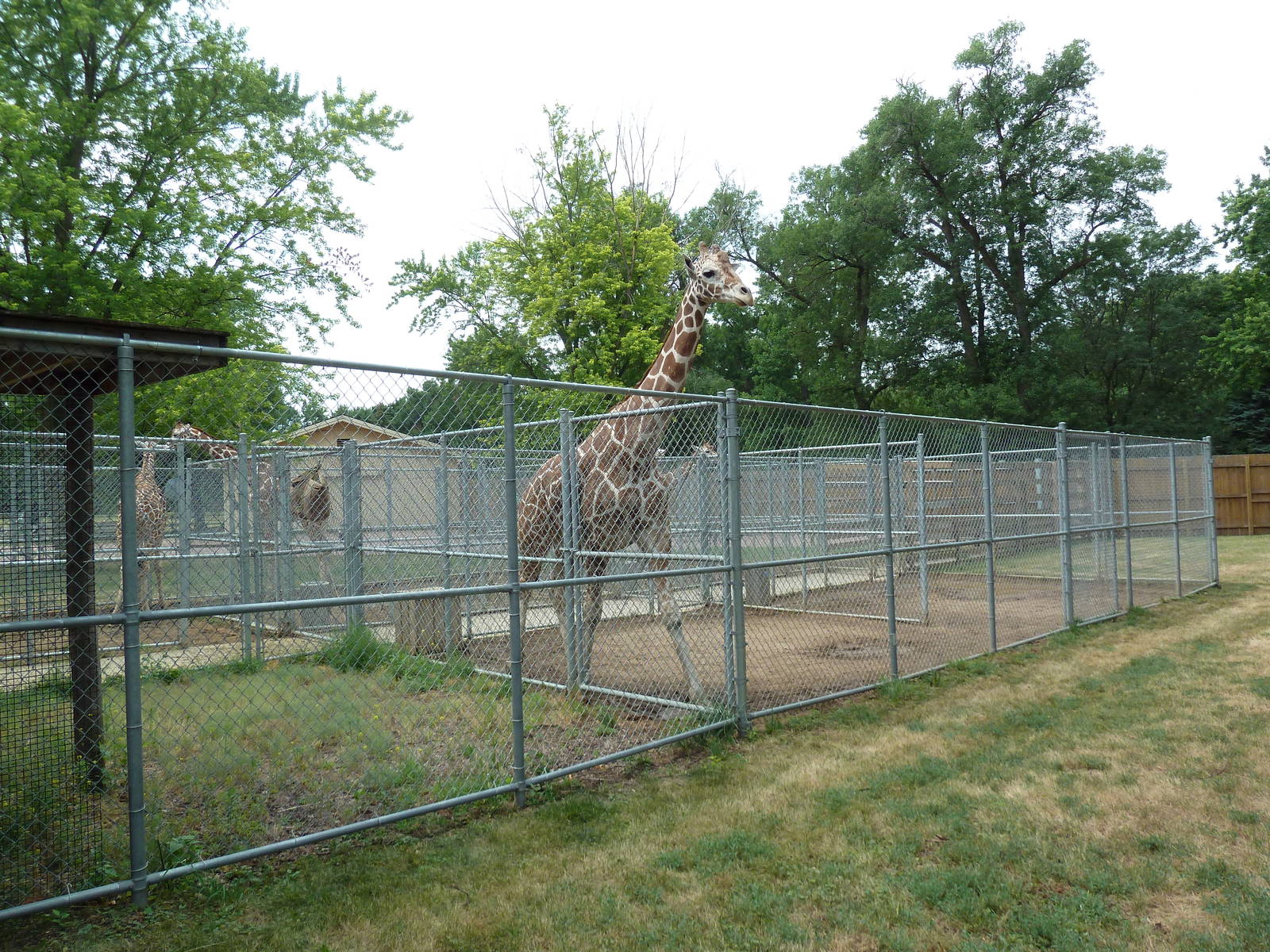 Reticulated Giraffe Holding Yards