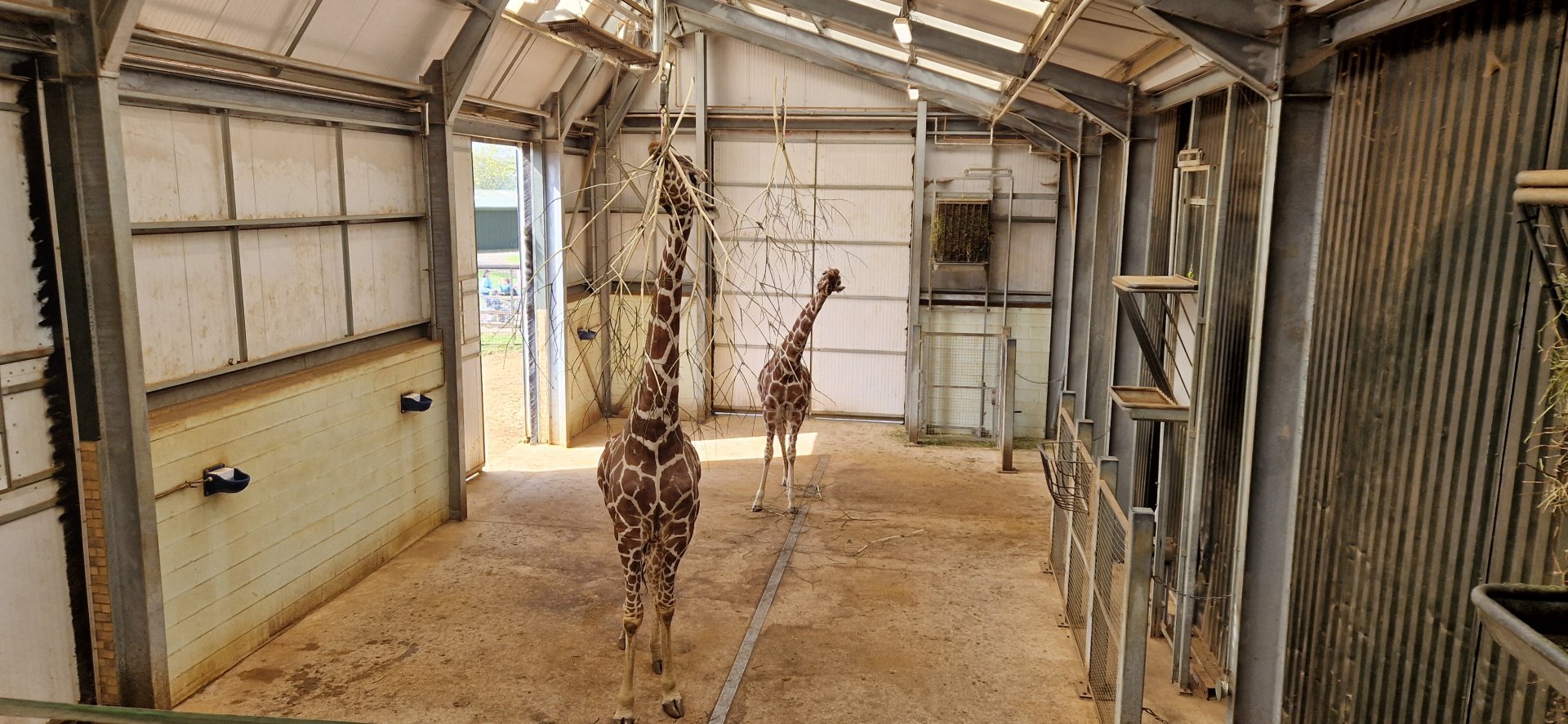 Reticulated Giraffe house