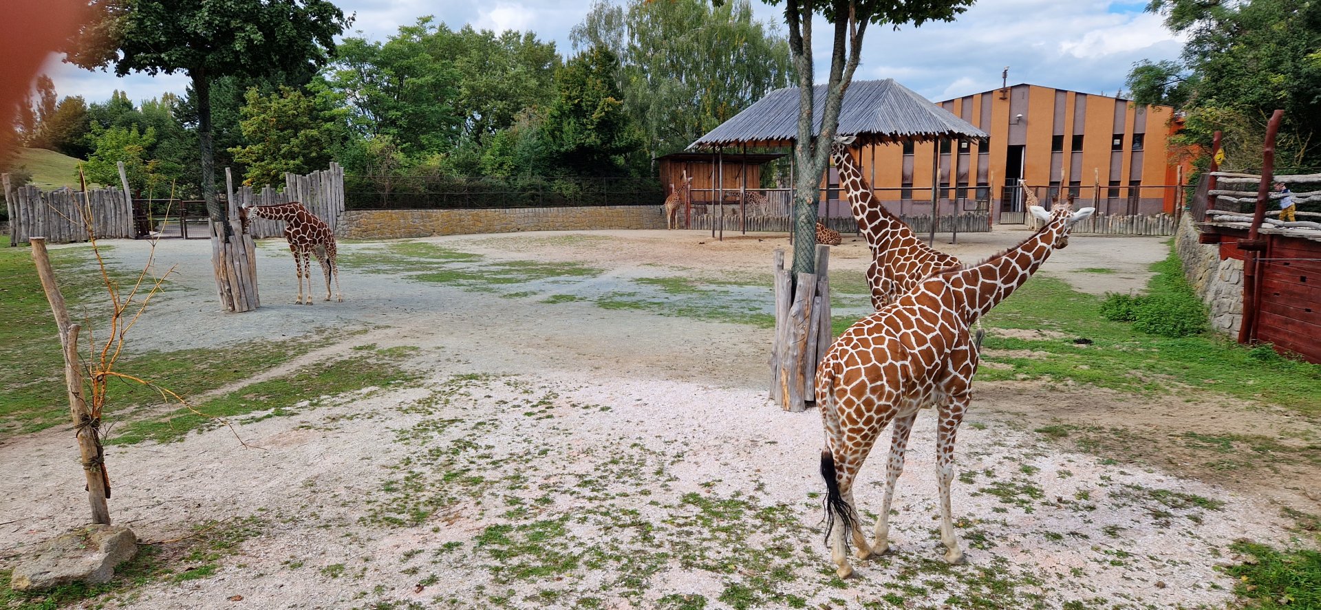 Reticulated Giraffe house