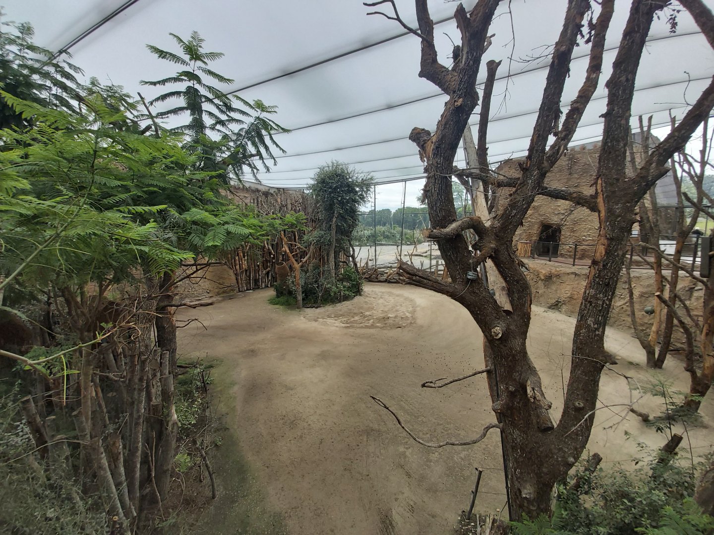 Reticulated giraffe indoor enclosure - Lewa savanna