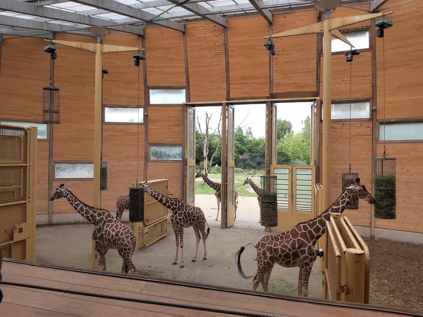 Reticulated giraffe indoor enclosure