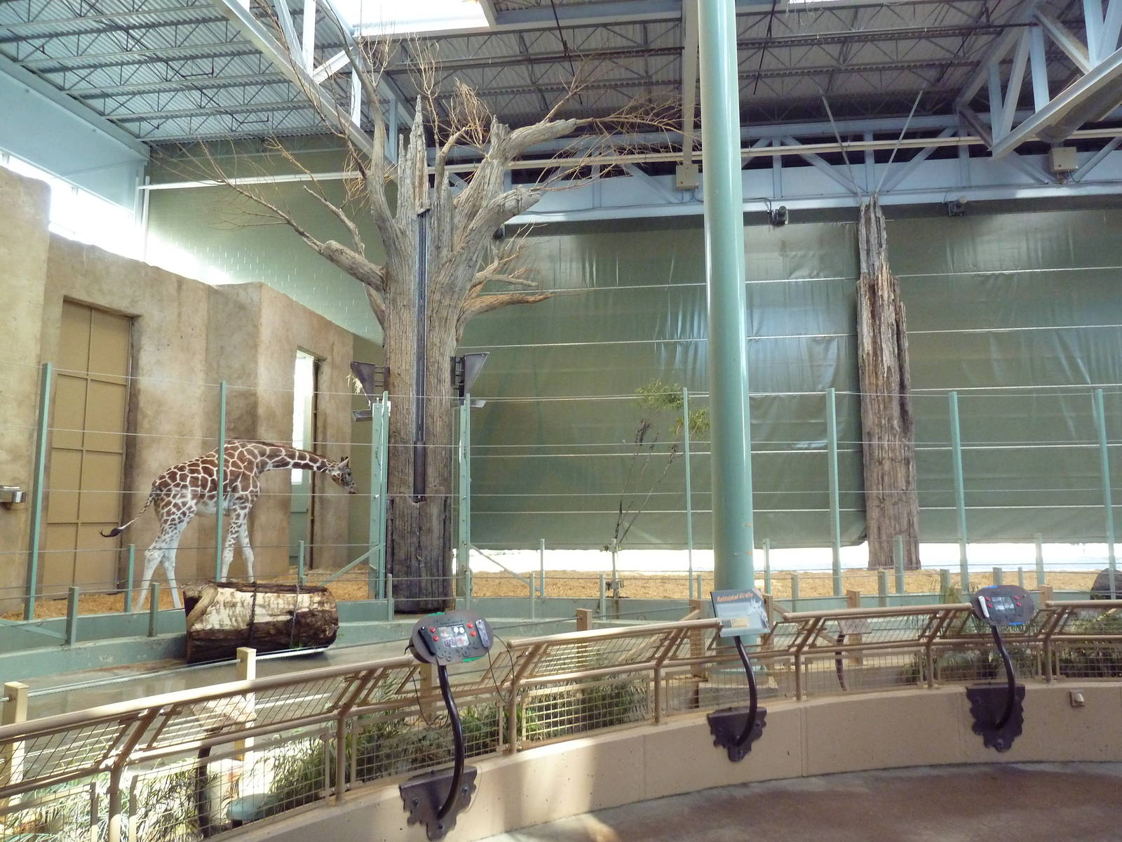 Reticulated Giraffe Indoor Exhibit