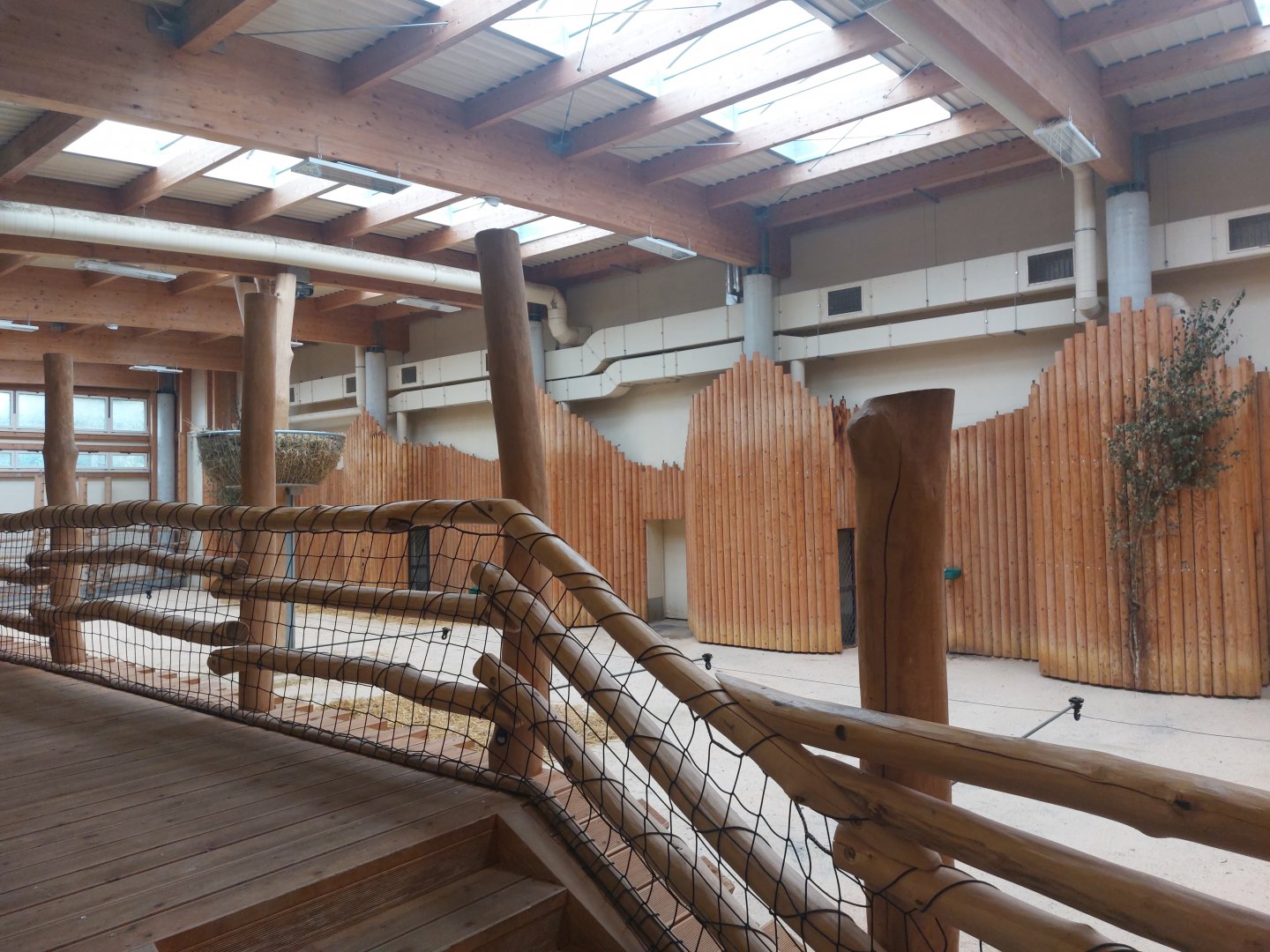 Reticulated giraffe indoor hall