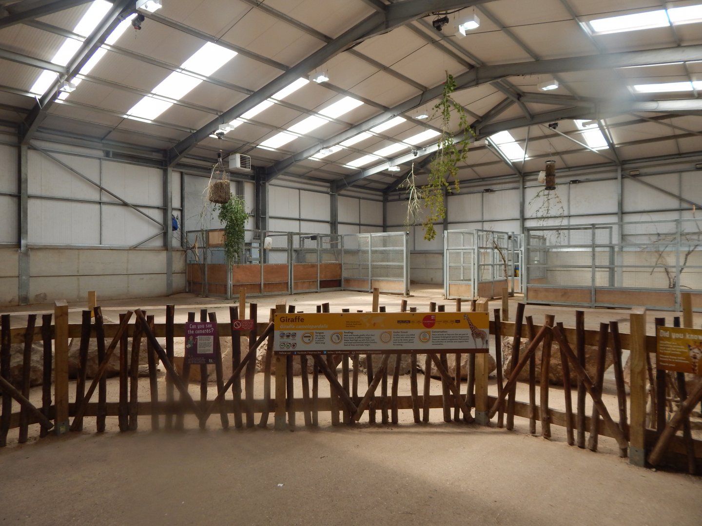 Reticulated giraffe indoors 020721