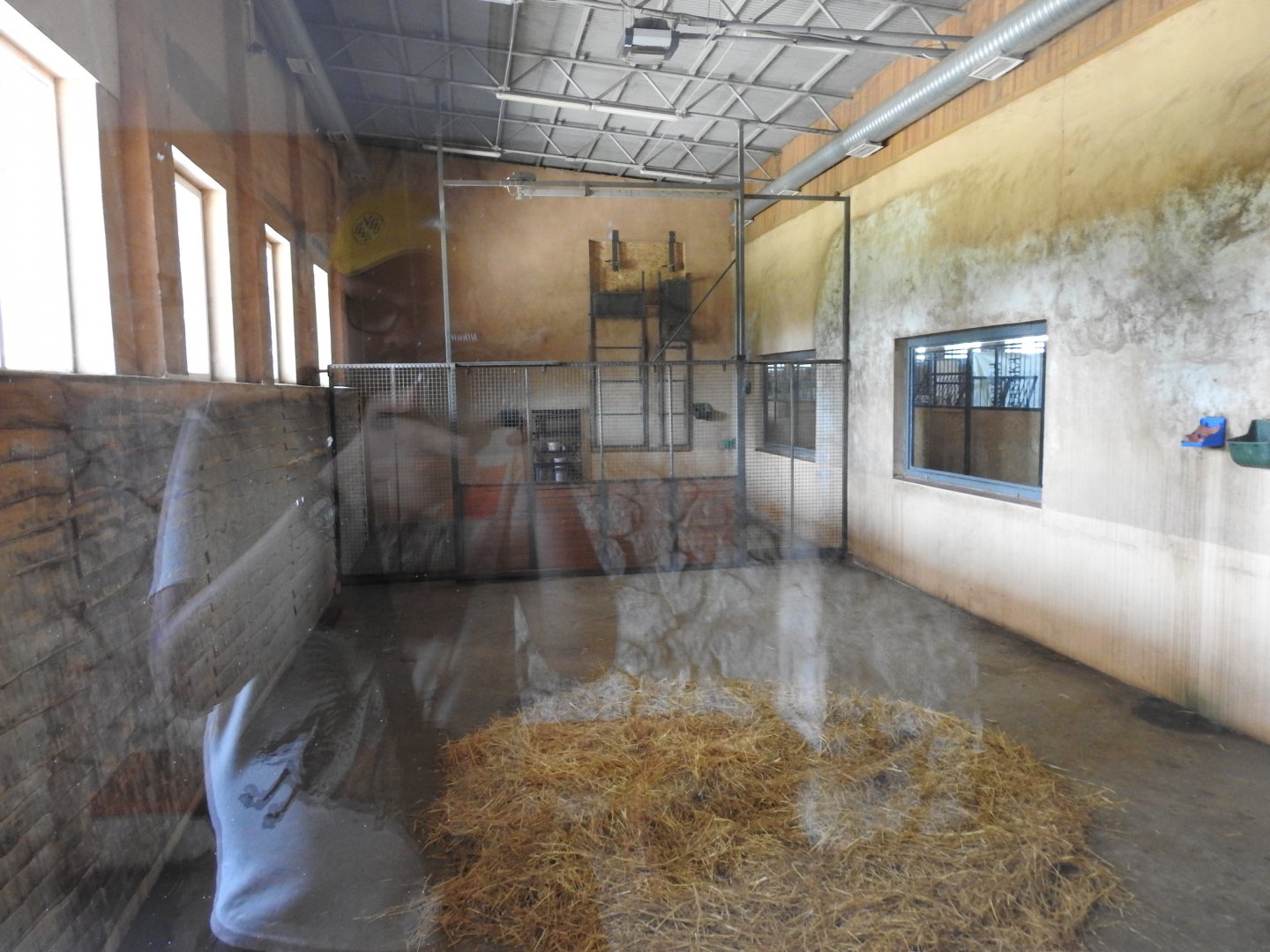 reticulated giraffe indoors