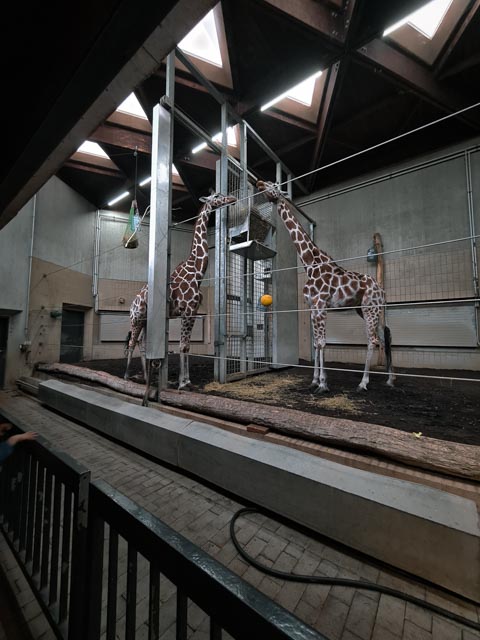 Reticulated giraffe indoors