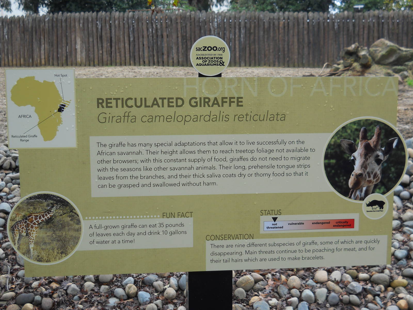 Reticulated giraffe interpretive sign