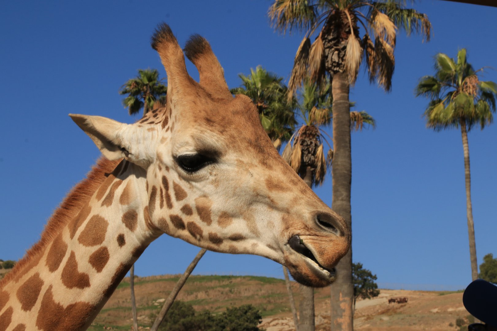 Reticulated giraffe (June 2019)