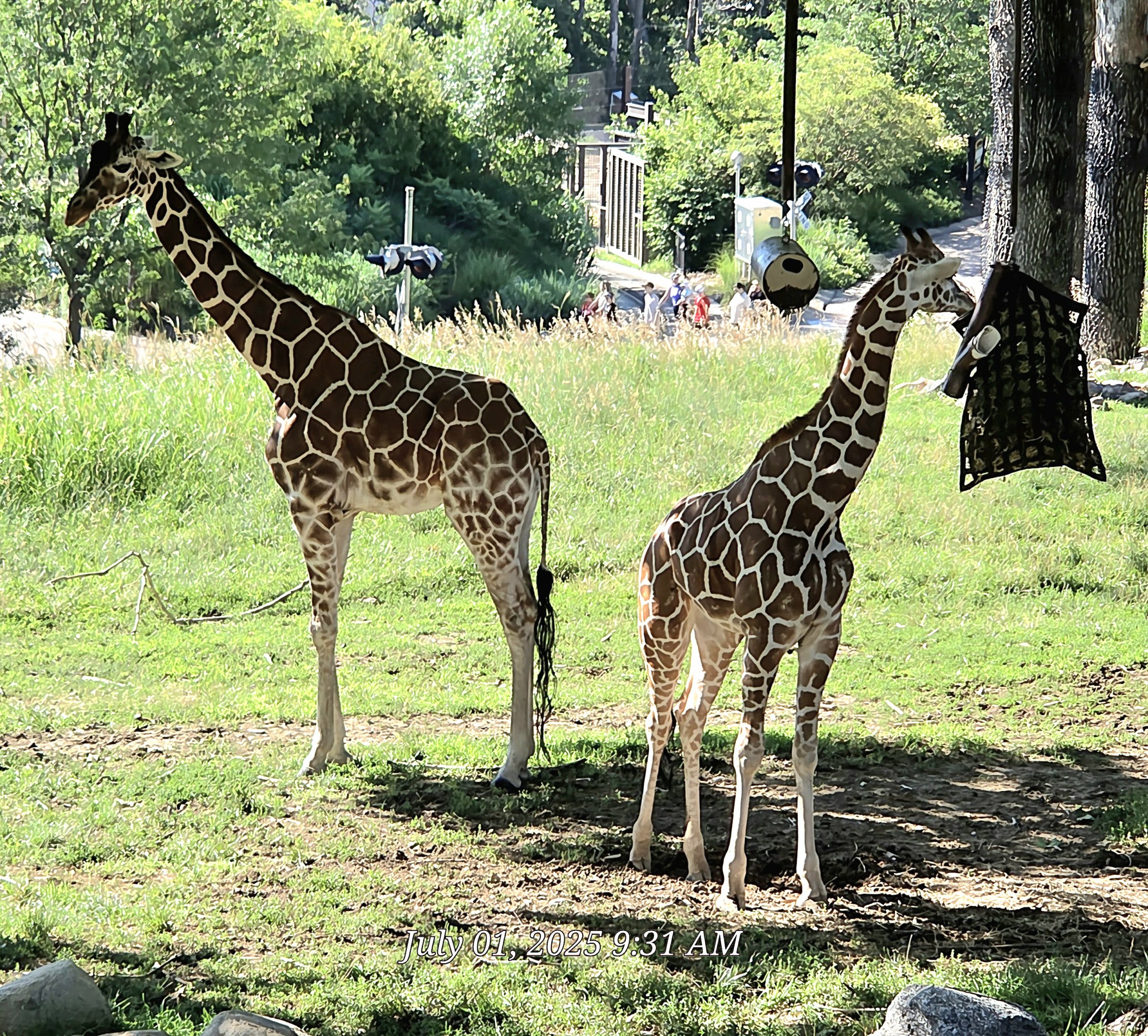 Reticulated Giraffe - Omaha's Henry Doorly Zoo