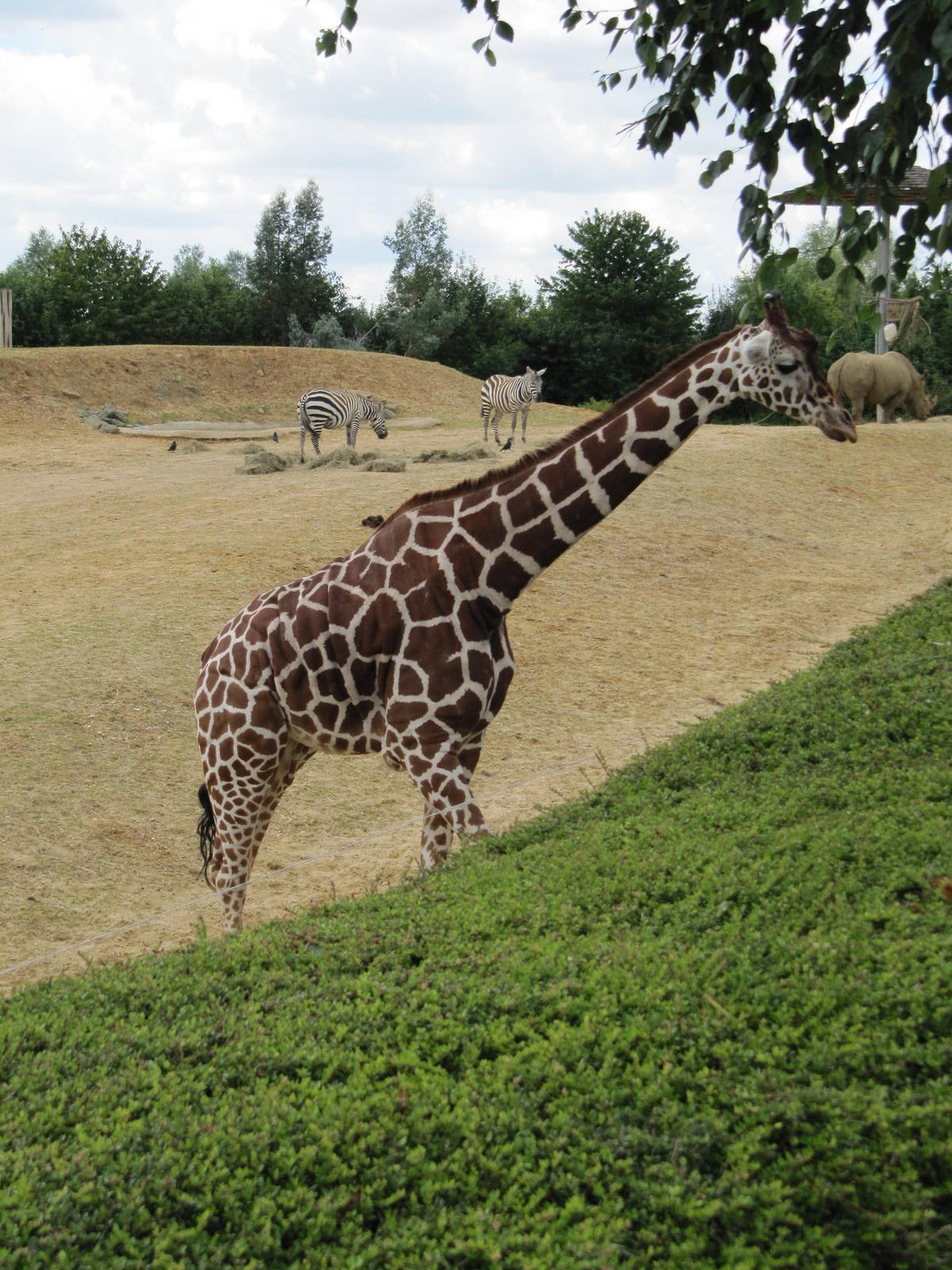 Reticulated giraffe on 06/08/2016