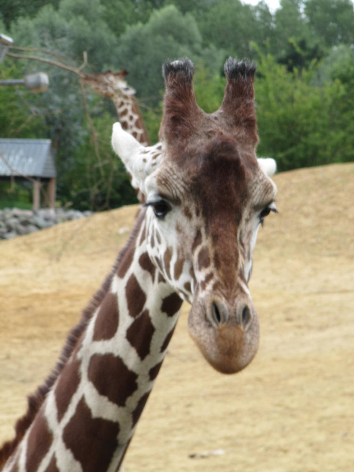 Reticulated giraffe on 06/08/2016