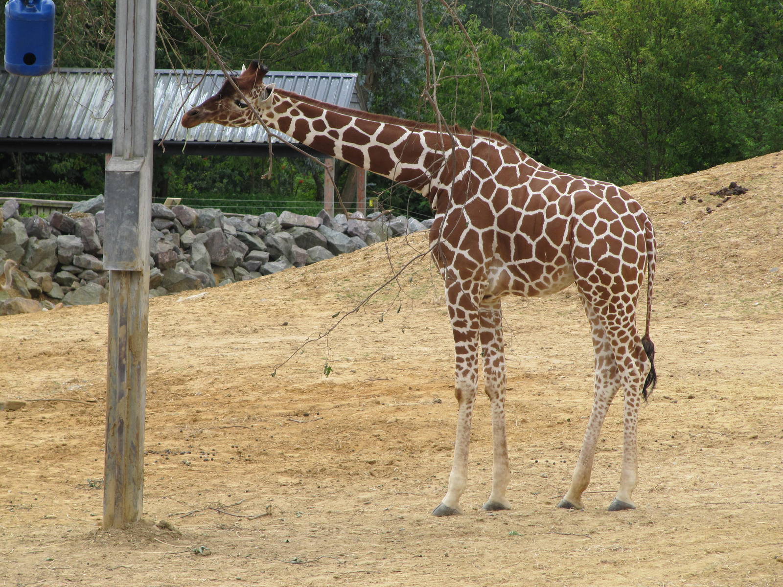 Reticulated giraffe on 06/08/2016
