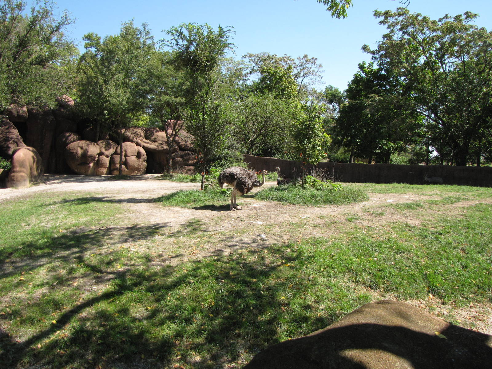 Reticulated Giraffe/Ostrich Exhibit - Red Rocks
