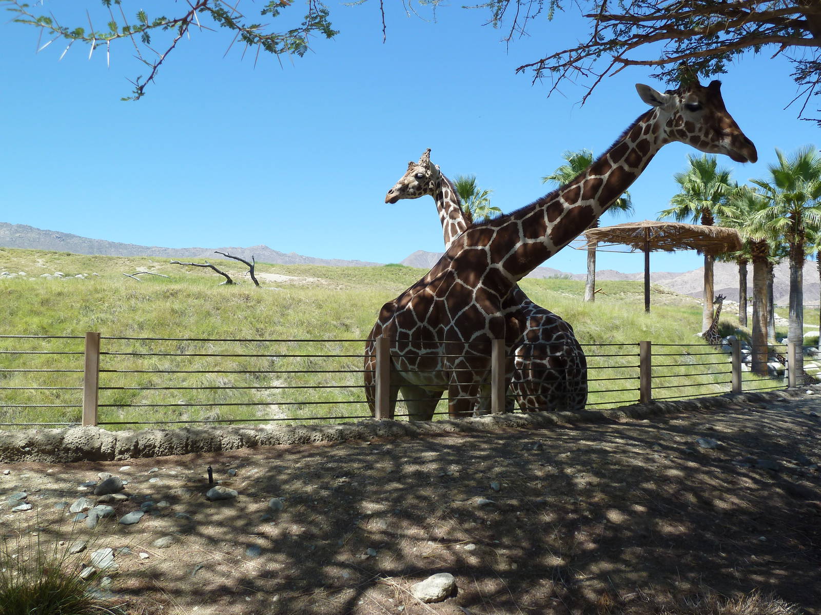 Reticulated Giraffe/Ostrich Exhibit