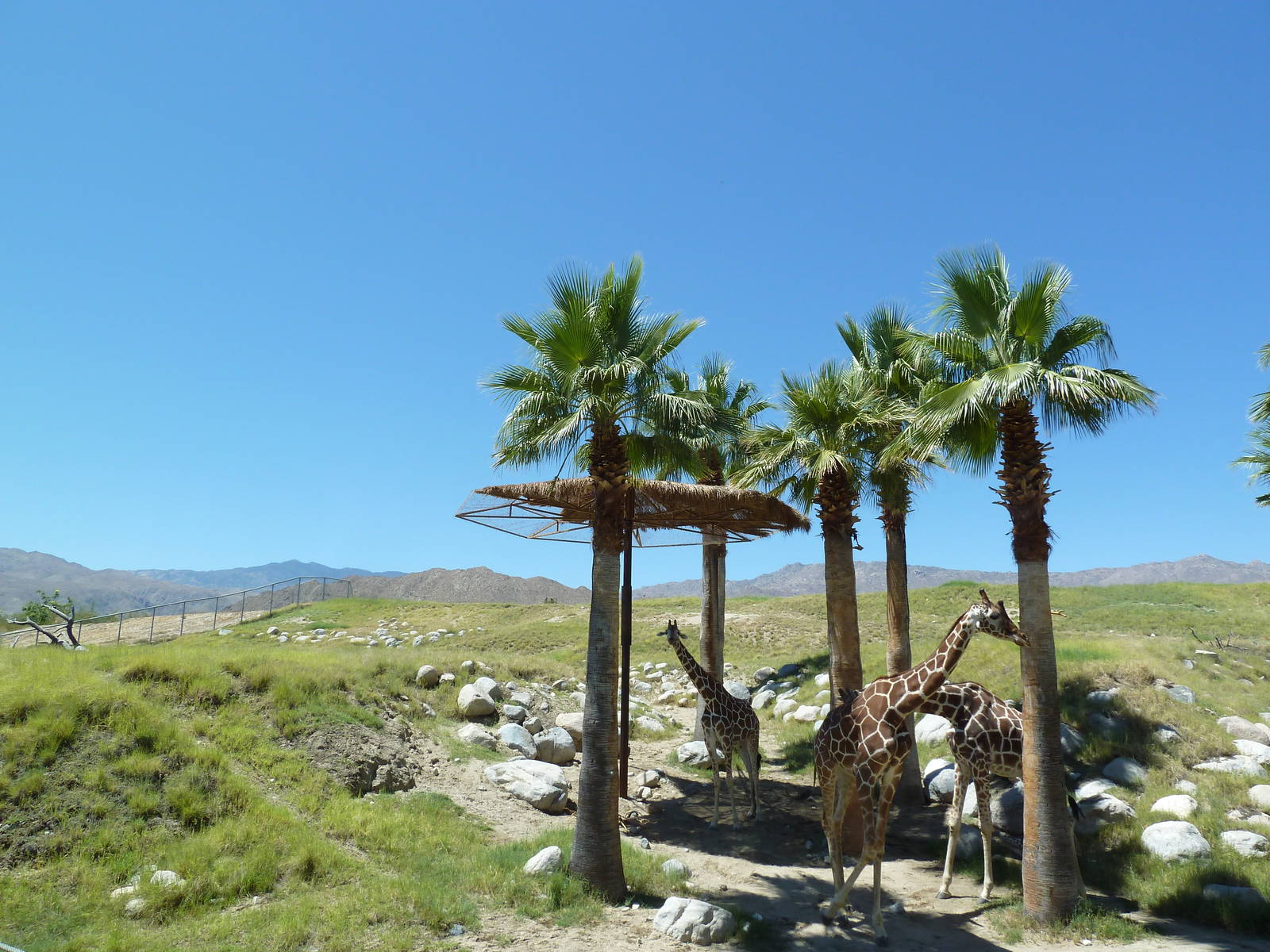 Reticulated Giraffe/Ostrich Exhibit