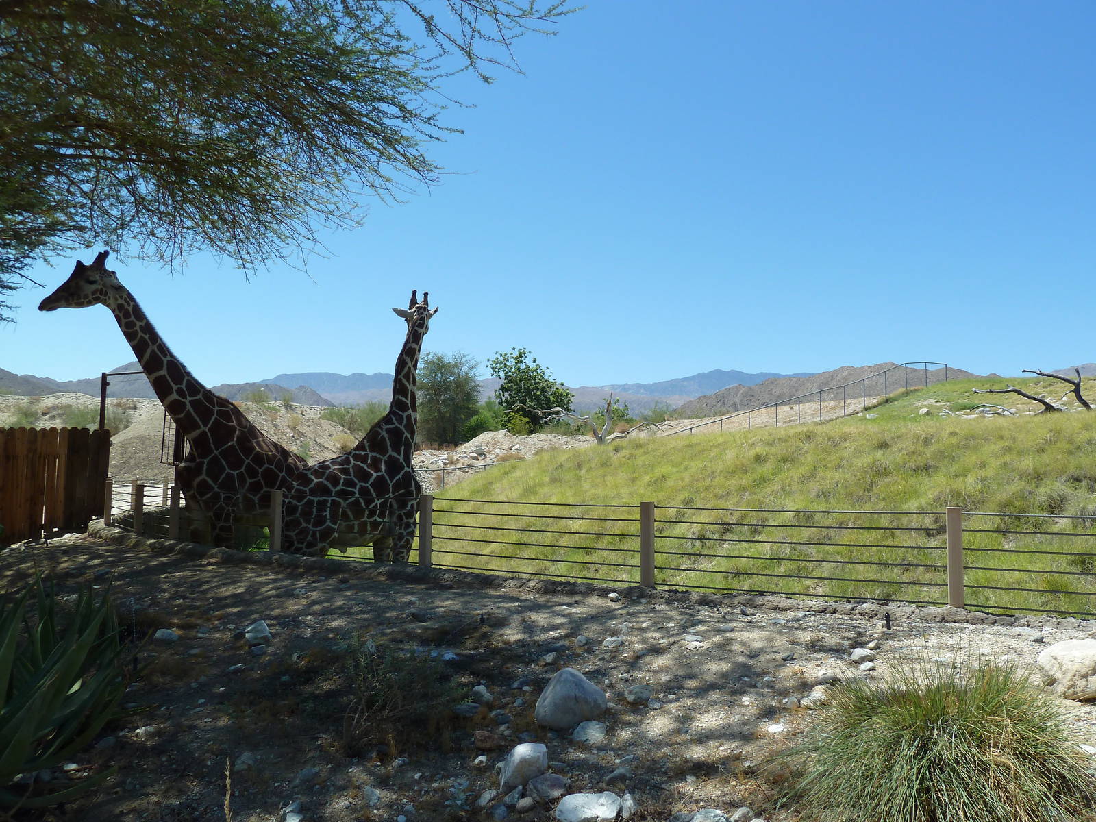 Reticulated Giraffe/Ostrich Exhibit