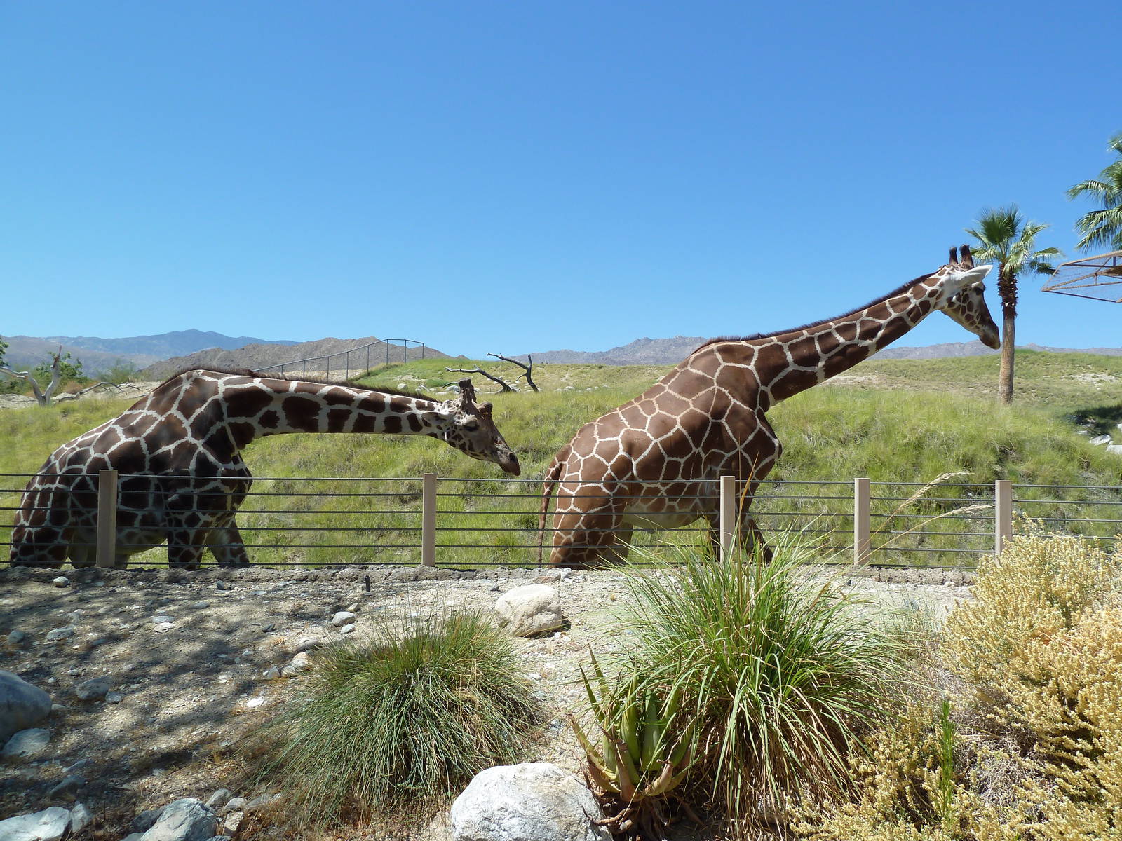 Reticulated Giraffe/Ostrich Exhibit