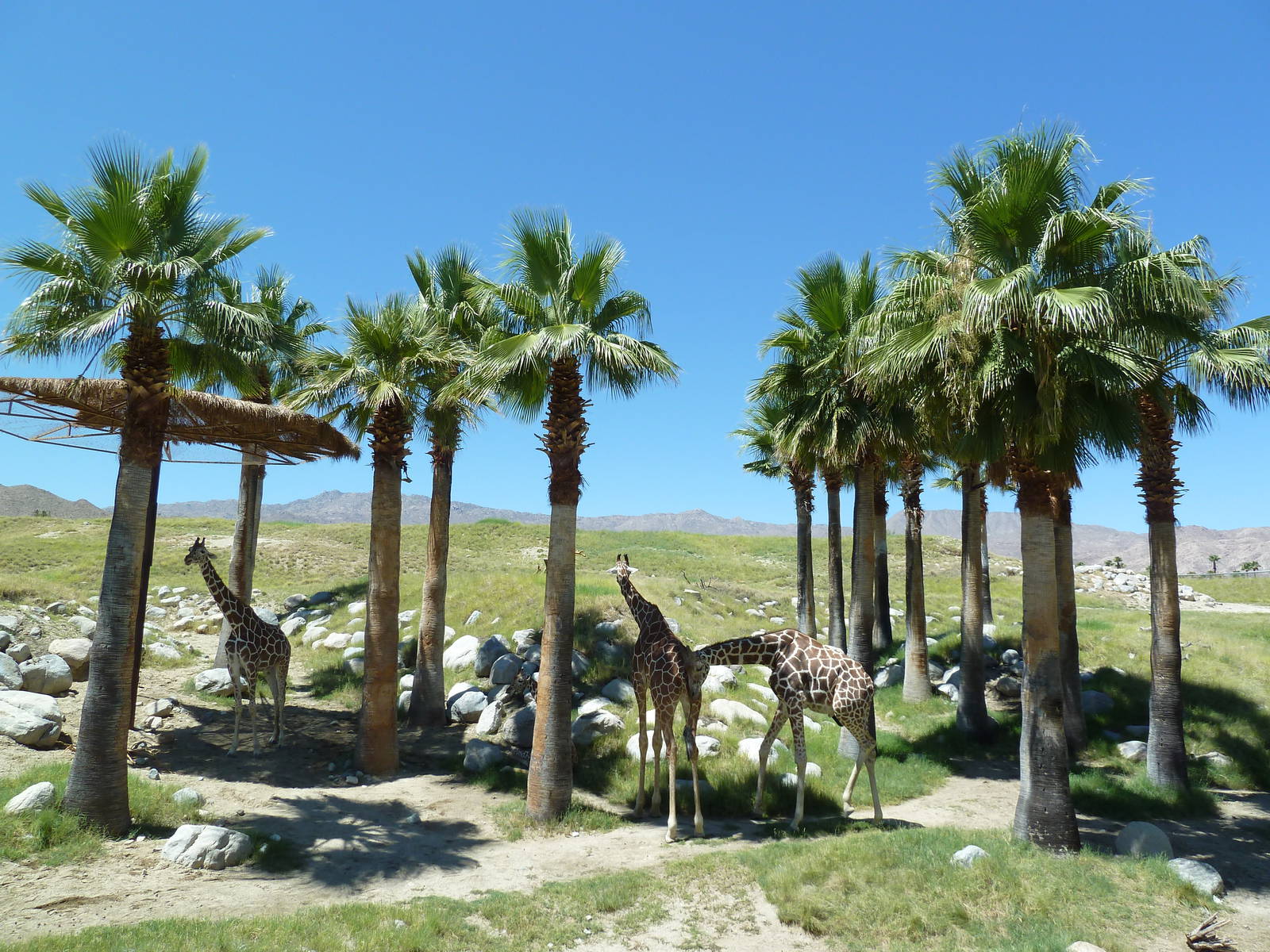Reticulated Giraffe/Ostrich Exhibit