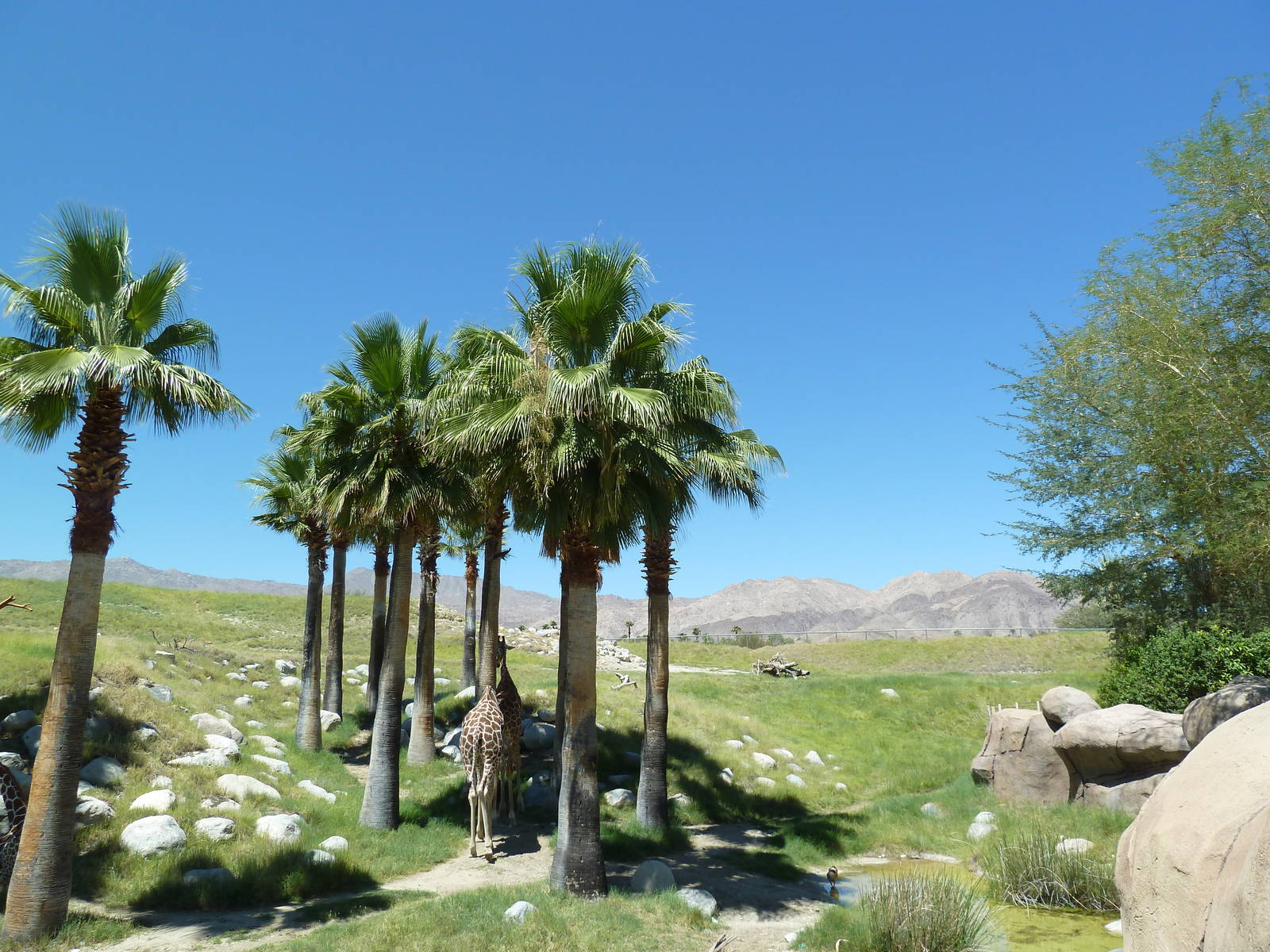 Reticulated Giraffe/Ostrich Exhibit