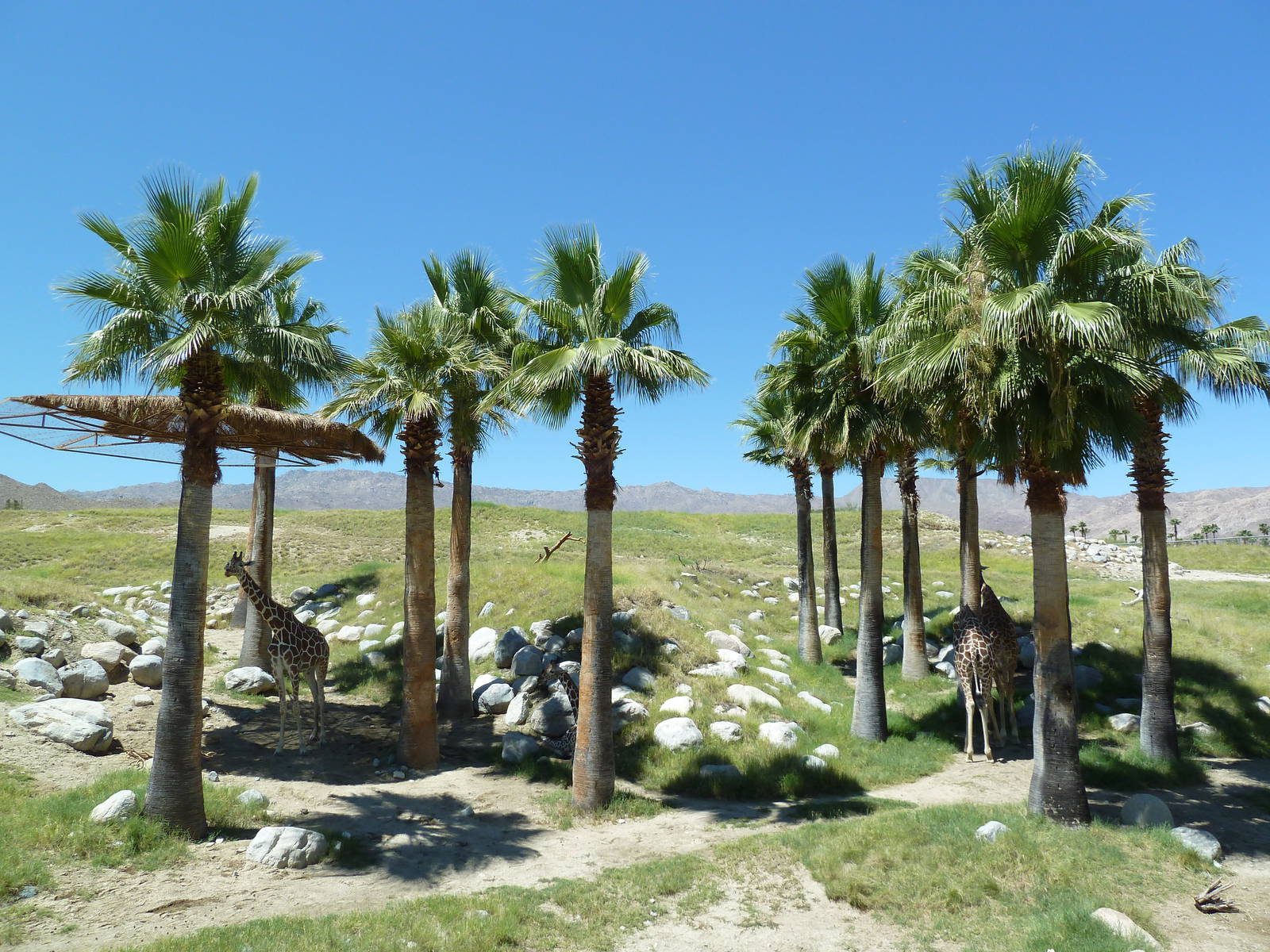 Reticulated Giraffe/Ostrich Exhibit
