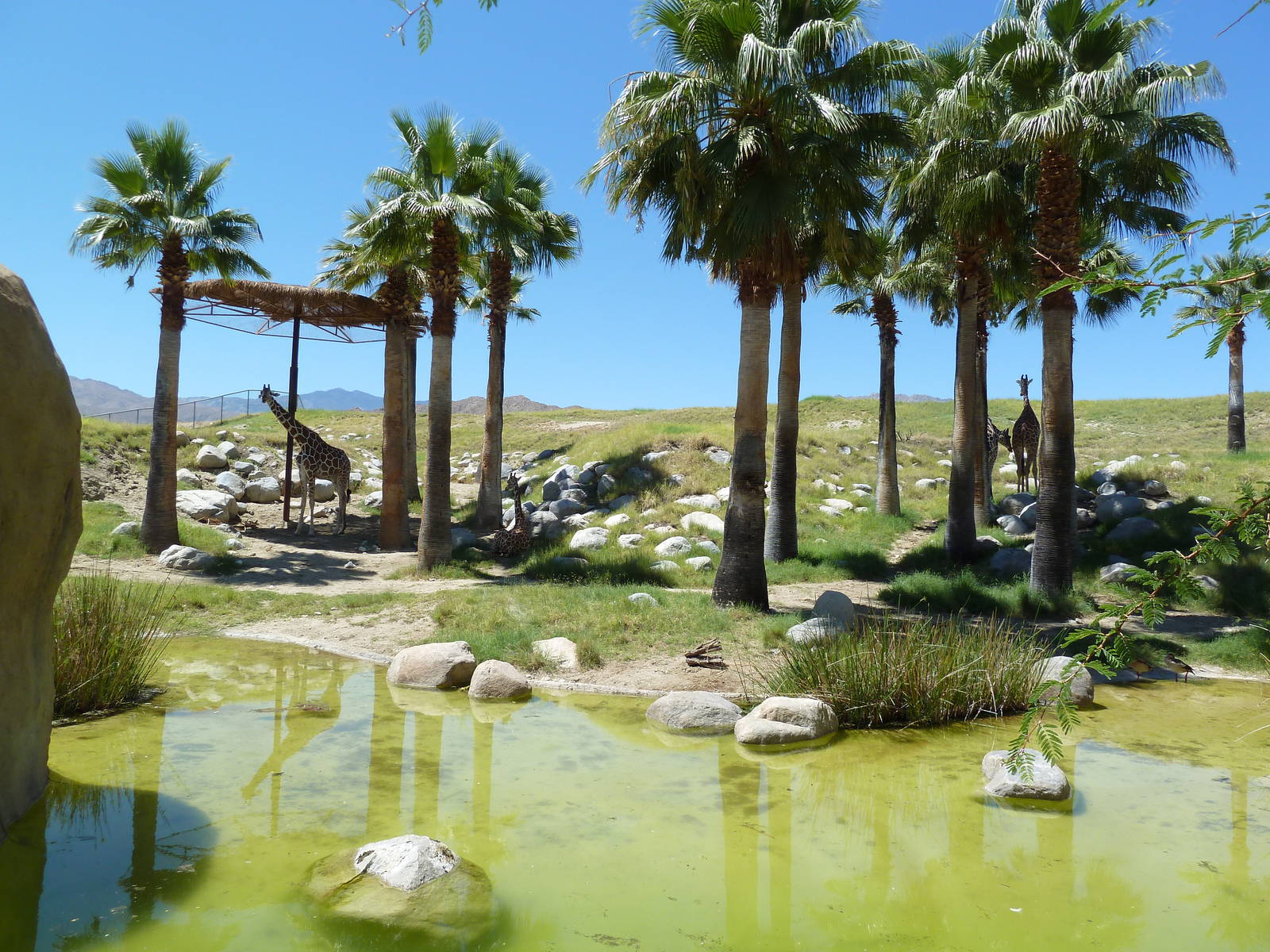 Reticulated Giraffe/Ostrich Exhibit