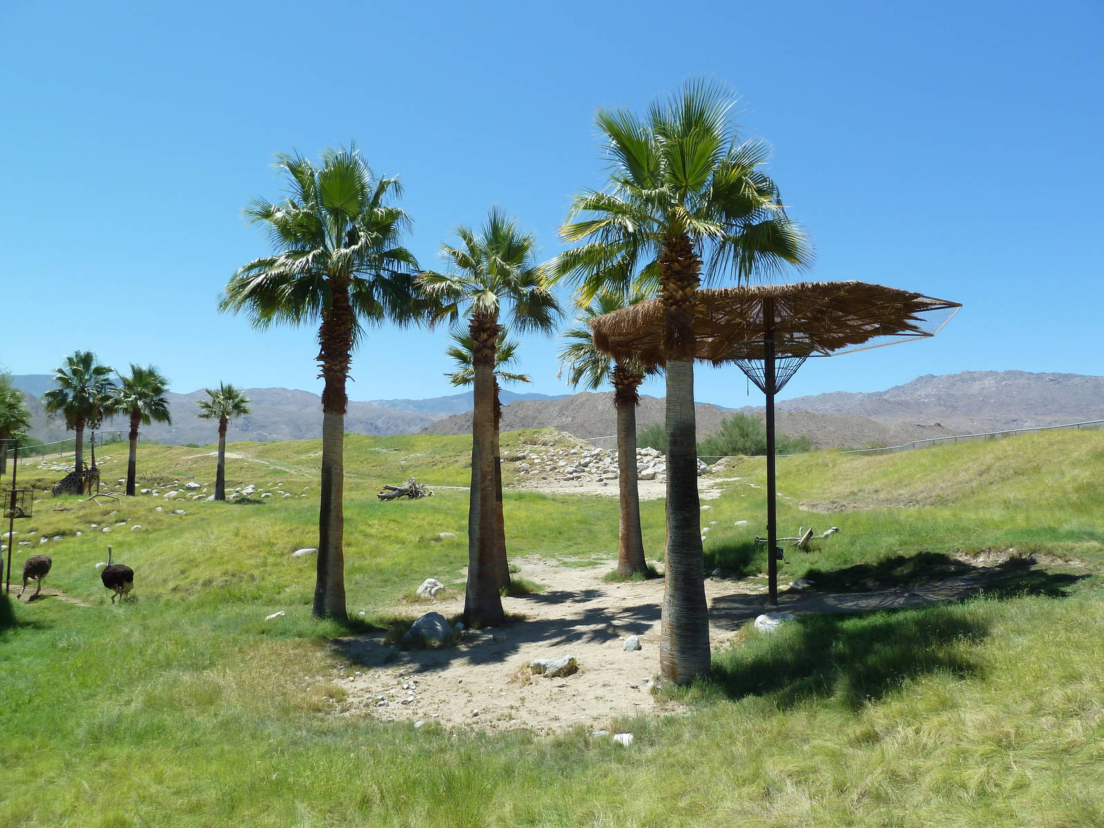 Reticulated Giraffe/Ostrich Exhibit