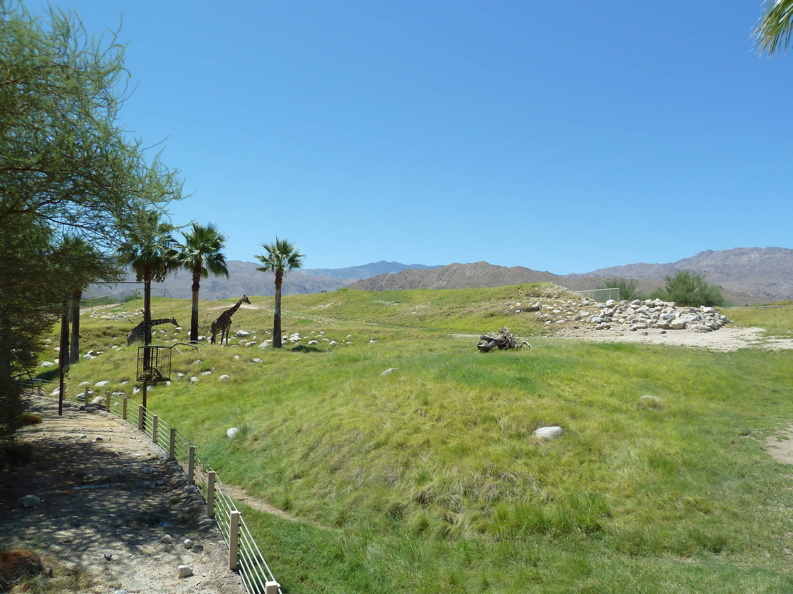 Reticulated Giraffe/Ostrich Exhibit